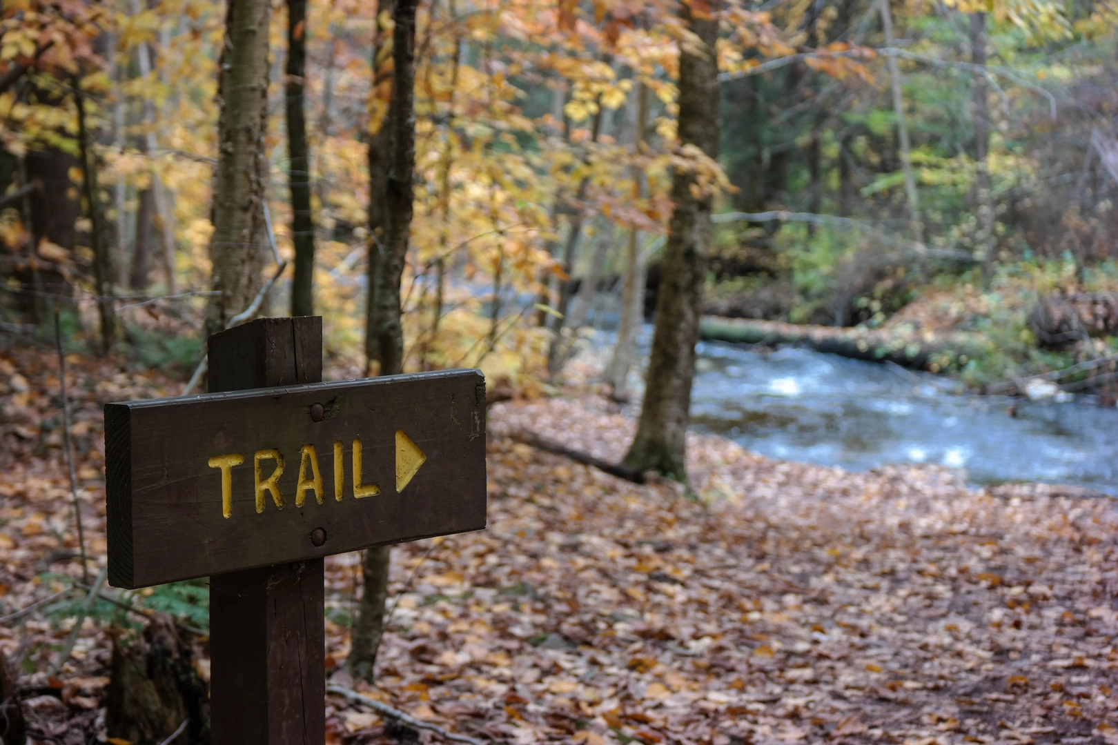 An image depicting the trail Allegheny Front Trail and its surrounding area.