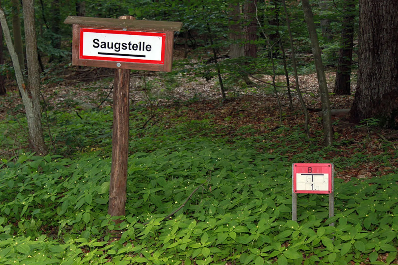 An image depicting the trail Tegeler Forst Long Loop and its surrounding area.