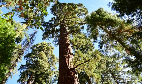 Shadow of the Giant National Recreation Loop Trail