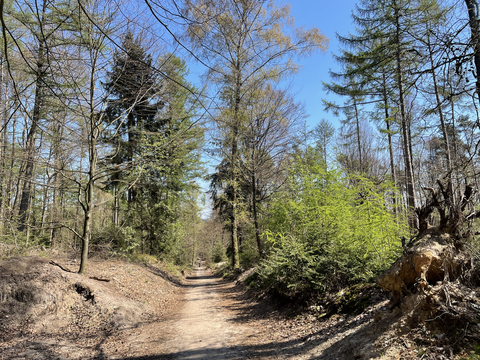 Landgoed Montferland and Galgenberg Loop