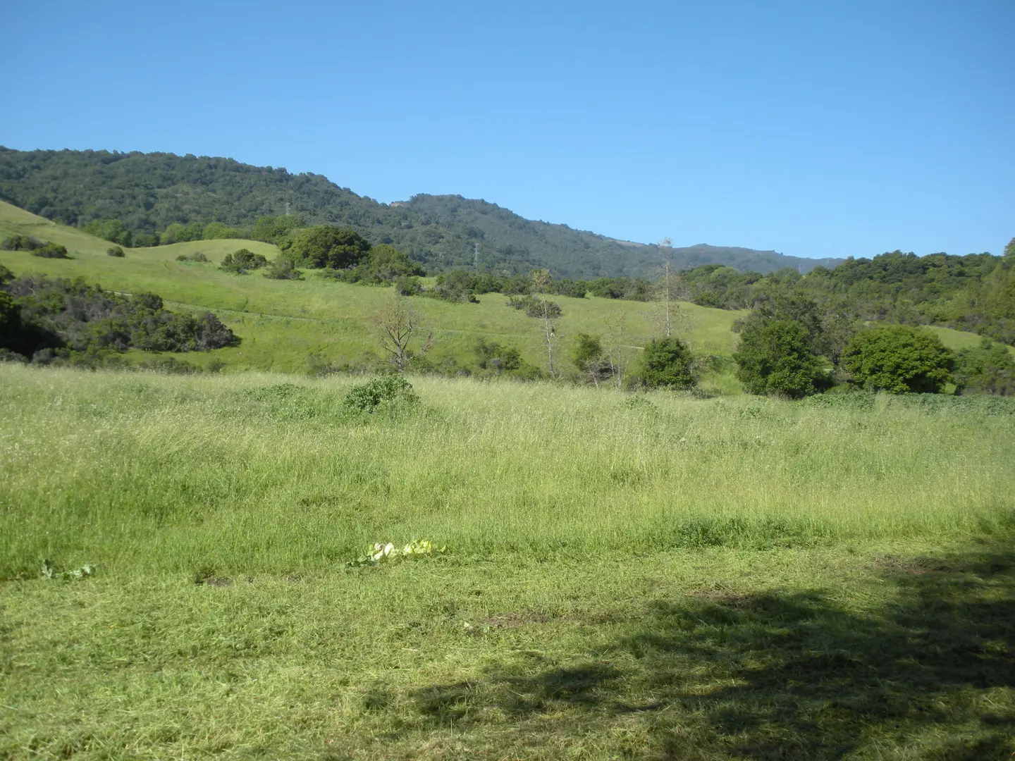 An image depicting the trail Stephen E Abbors - Higher Meadow - Coyote Loop Trail and its surrounding area.
