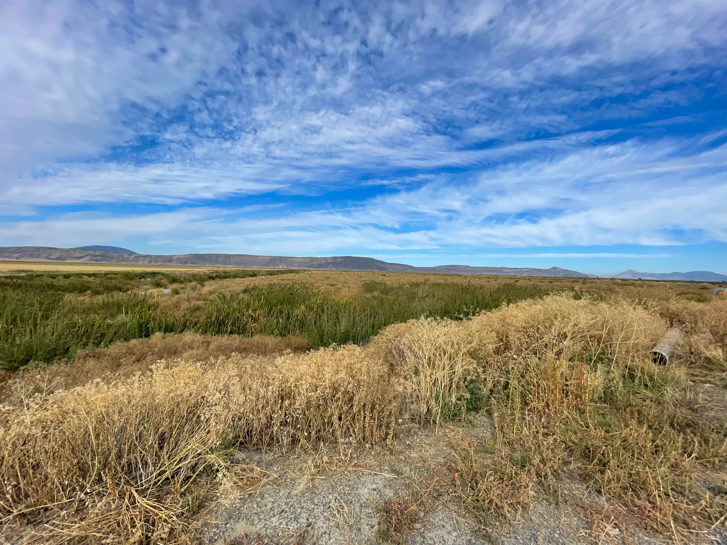 An image depicting the trail Discovery Marsh Loop Trail and its surrounding area.