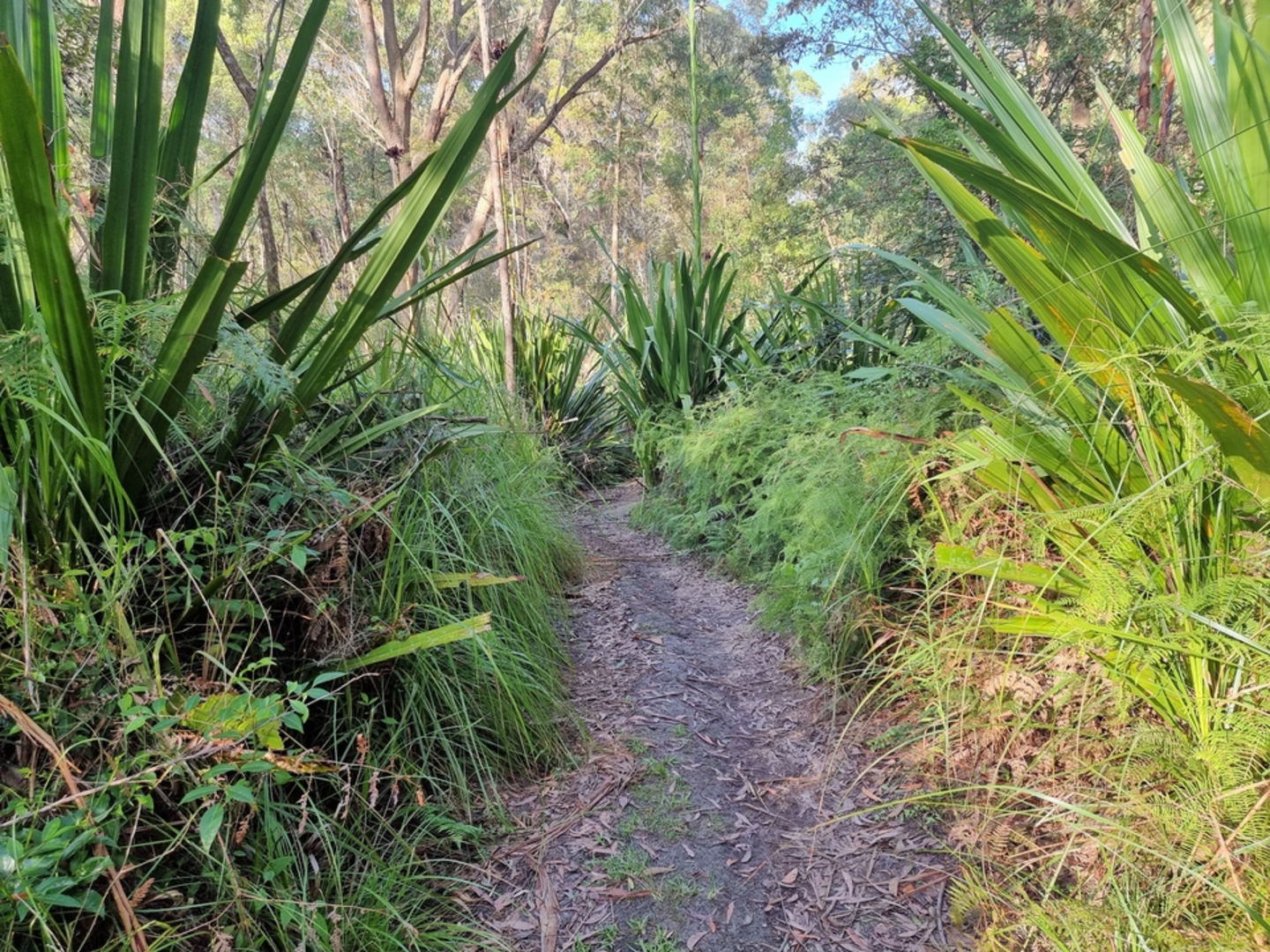 An image depicting the trail Ironbark Track and its surrounding area.