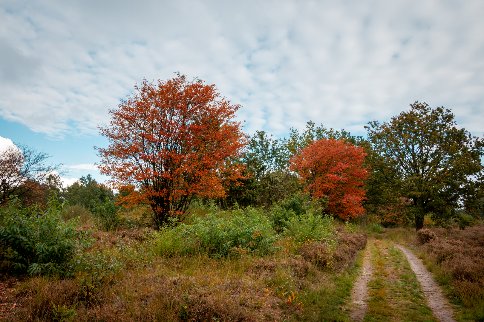 An image depicting the trail Bervoetsbos, Woldbergheide and holleberg via Kamper Weg and Zuid Weg and its surrounding area.