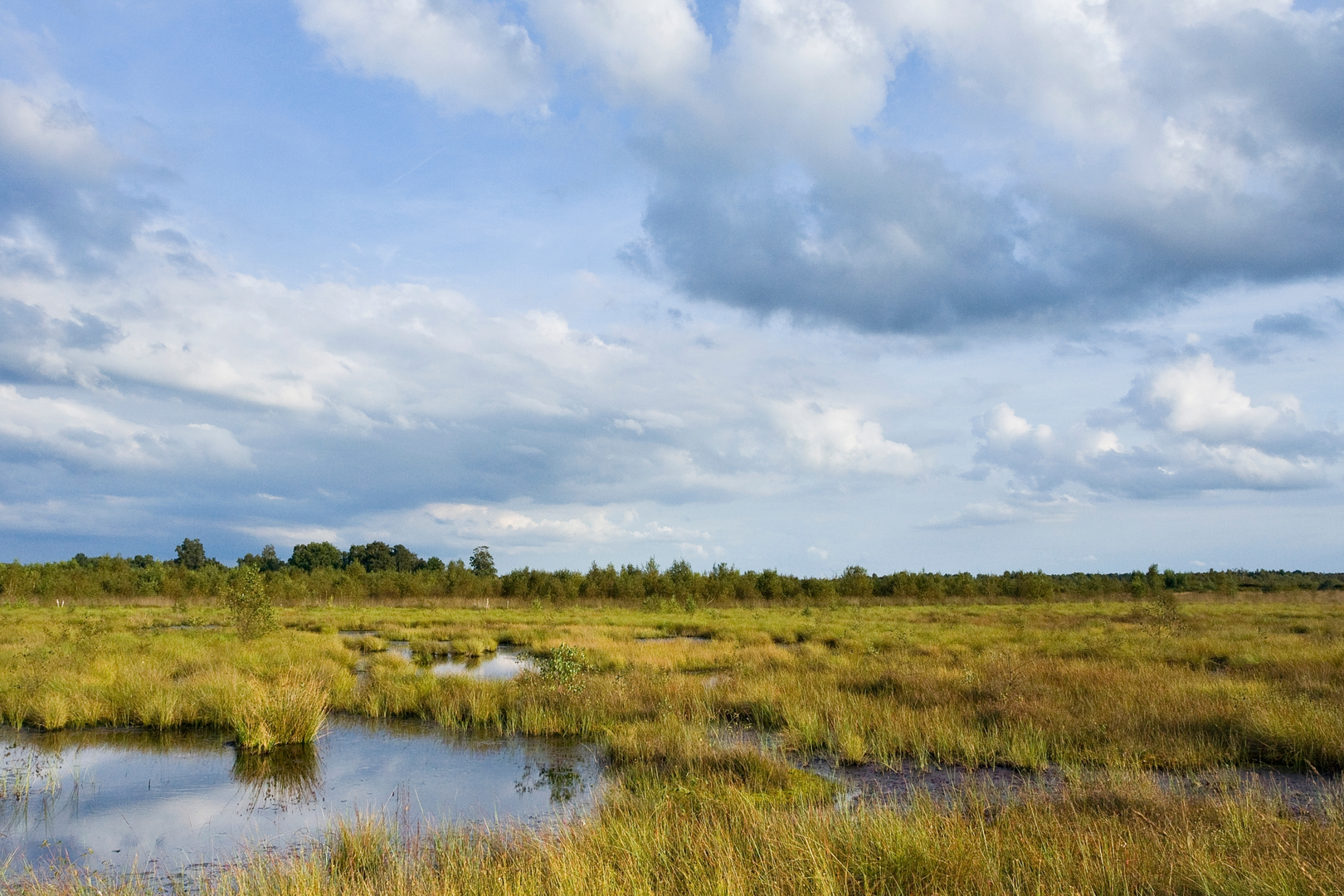 An image depicting the trail Haaksbergerveen and Buurserveen Loop and its surrounding area.