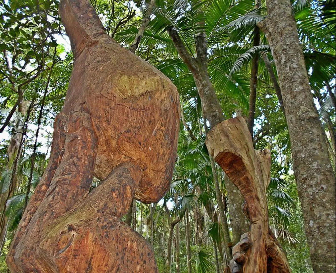 An image depicting the trail Sea Acres Rainforest Boardwalk and its surrounding area.