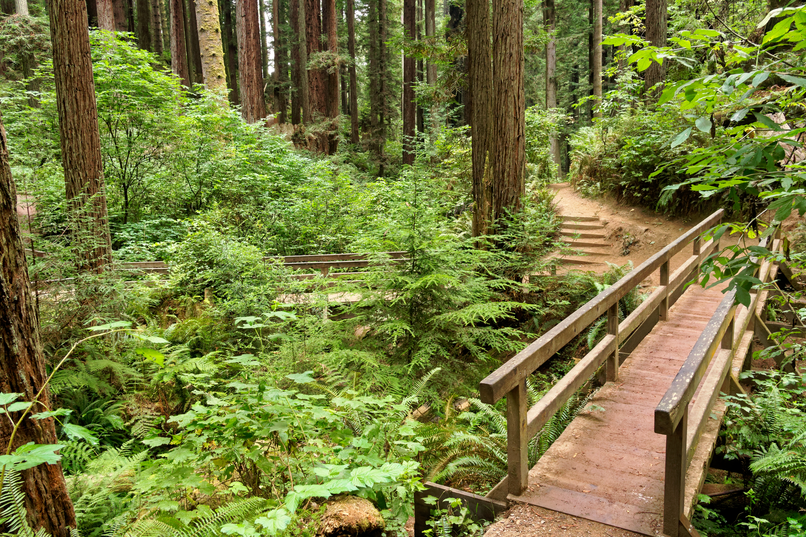An image depicting the trail Community Forest Loop Road and its surrounding area.