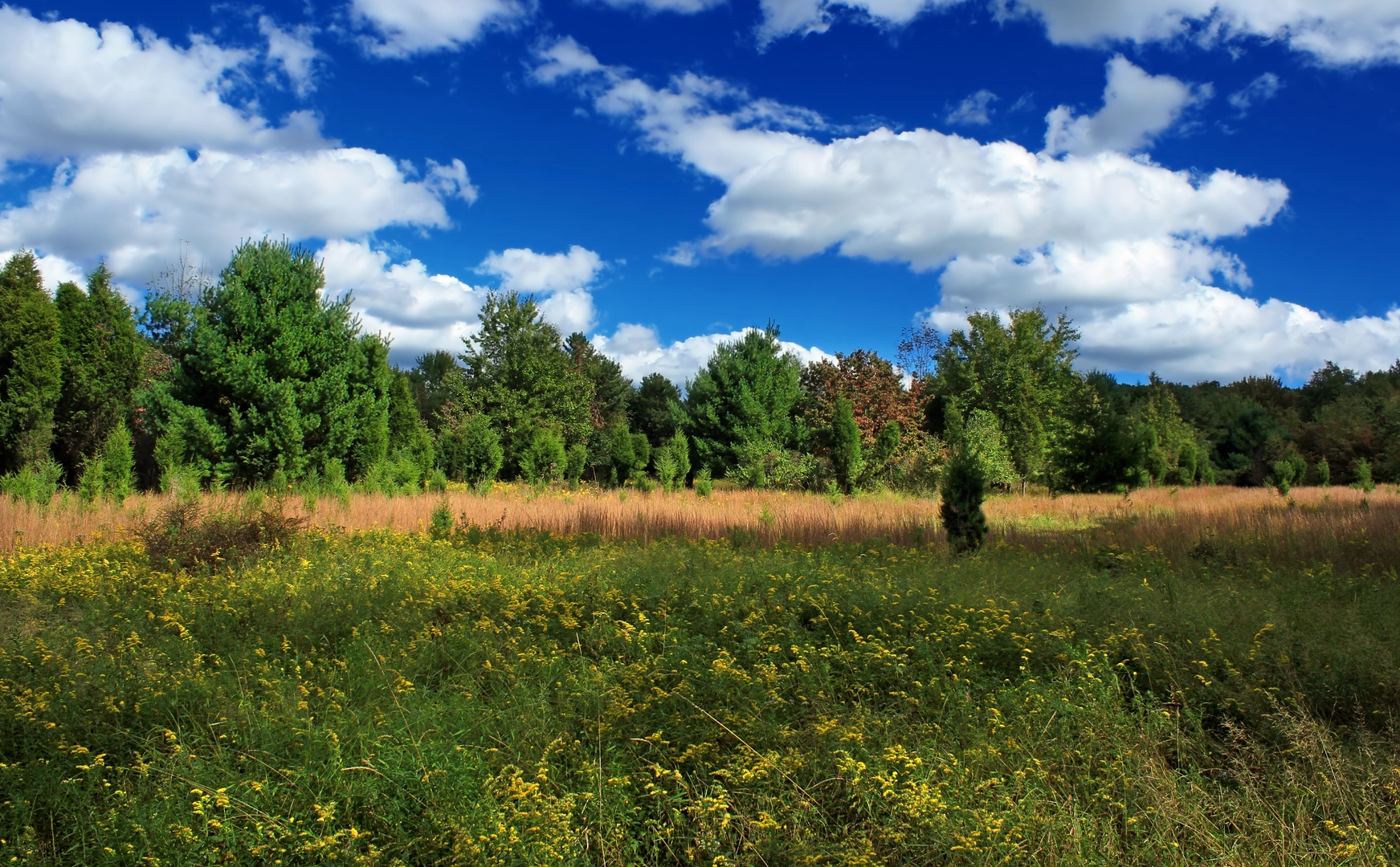 An image depicting the trail Prairie Grass Loop Trail and its surrounding area.