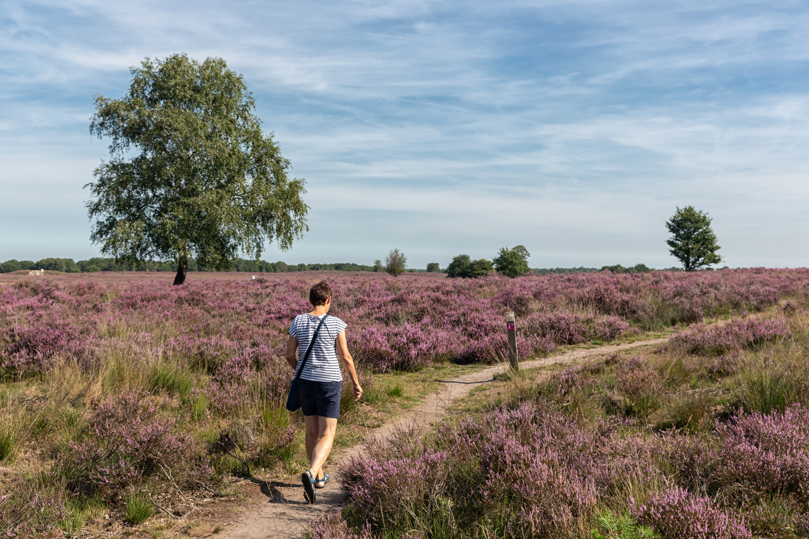 An image depicting the trail Uddelerheegde and Hertenbosch via Enk Weg and its surrounding area.
