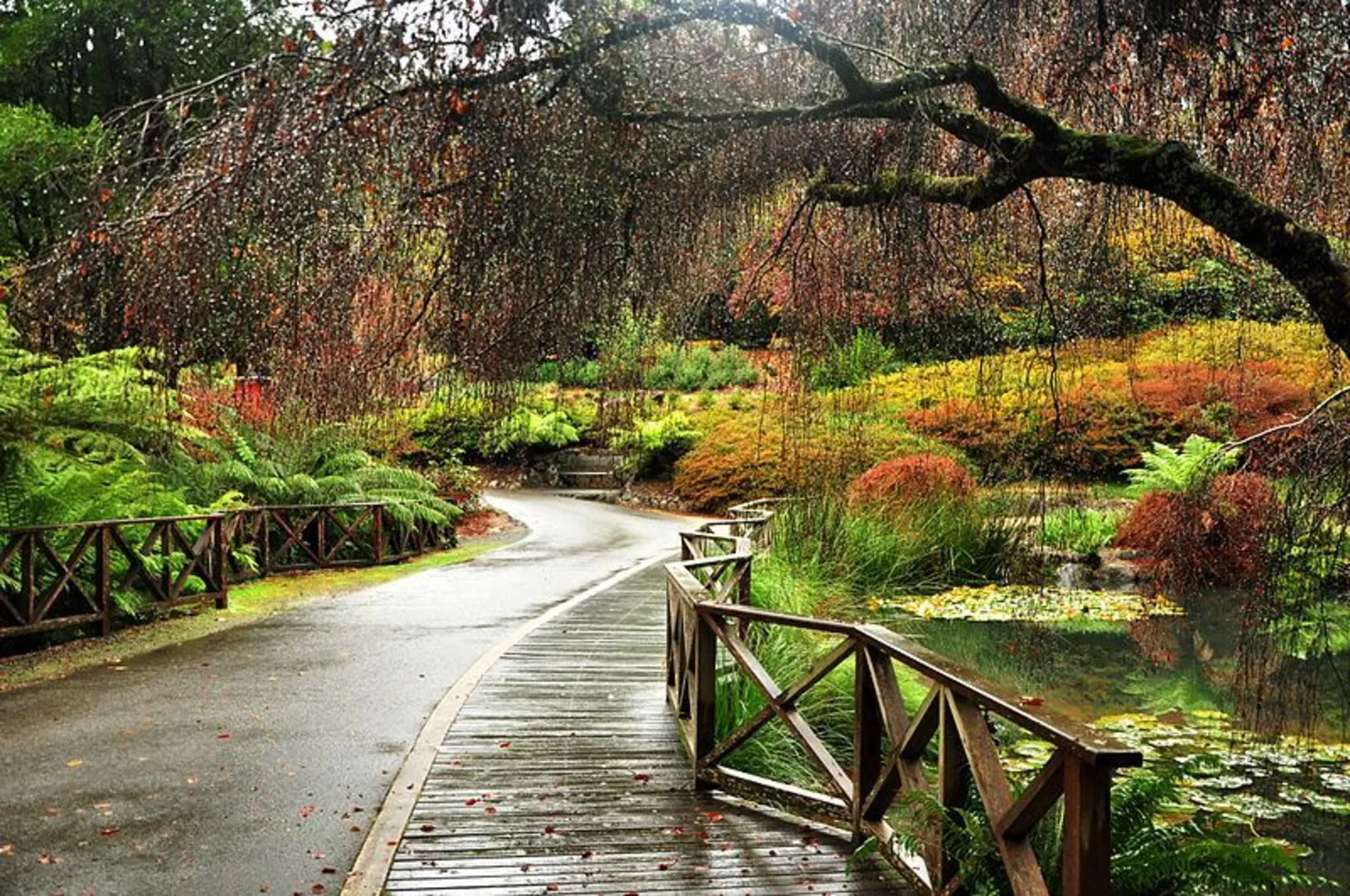An image depicting the trail Dandenong Ranges Botanic Gardens Walk and its surrounding area.