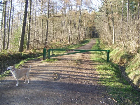Chopwell Wood Short Loop