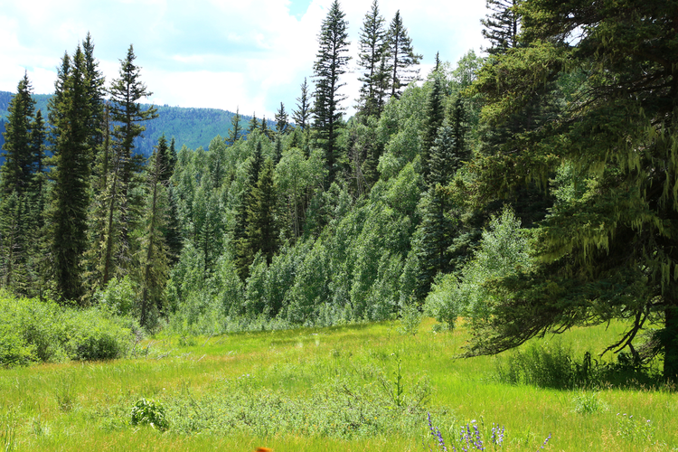 Priest Cut Off Trail via Priest Gulch Trail