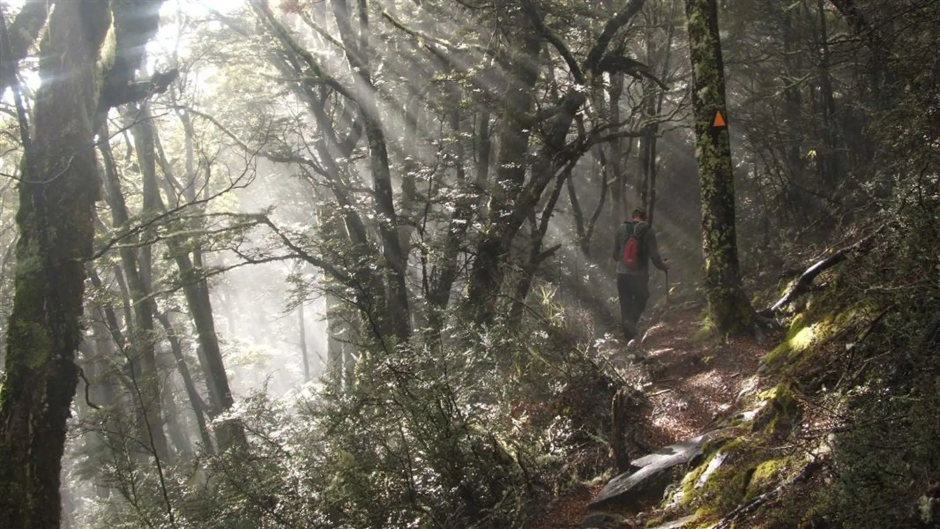 An image depicting the trail Mount Shrimpton Track and its surrounding area.