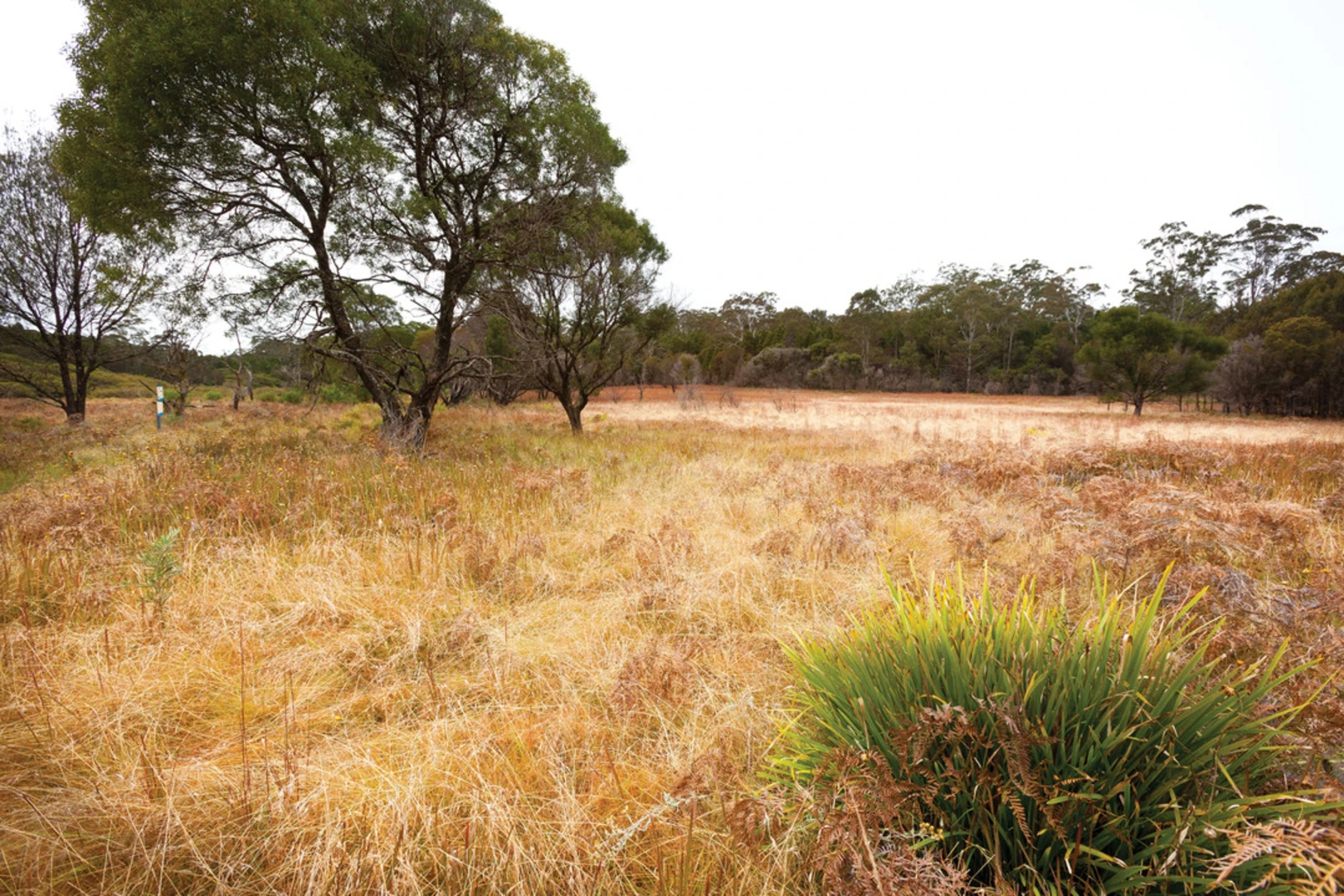 An image depicting the trail Slingsbys Trail and Syndicate Ridge Track and its surrounding area.