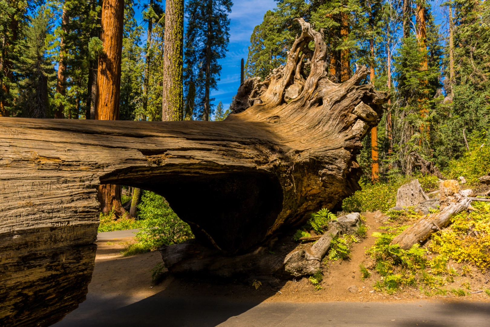 An image depicting the trail Big Trees Trail and its surrounding area.