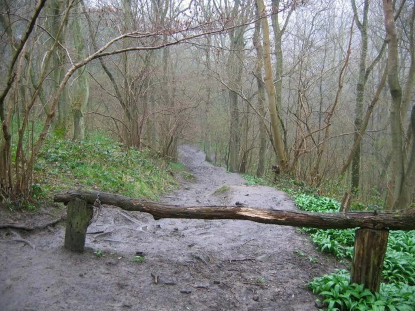 An image depicting the trail Shining Cliff Woods Walk and its surrounding area.