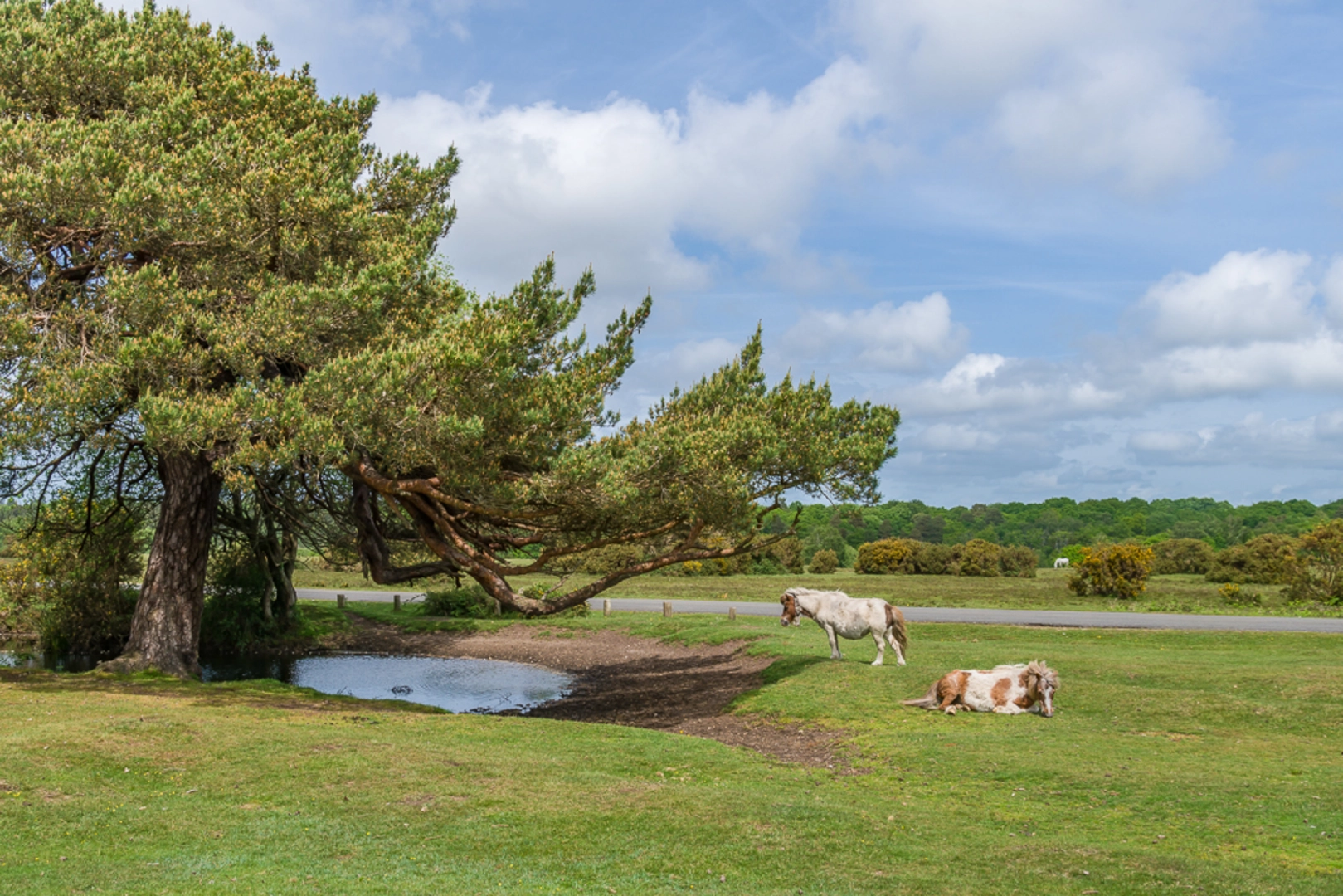 An image depicting the trail White Moor and Lyndhurst Country Park and its surrounding area.