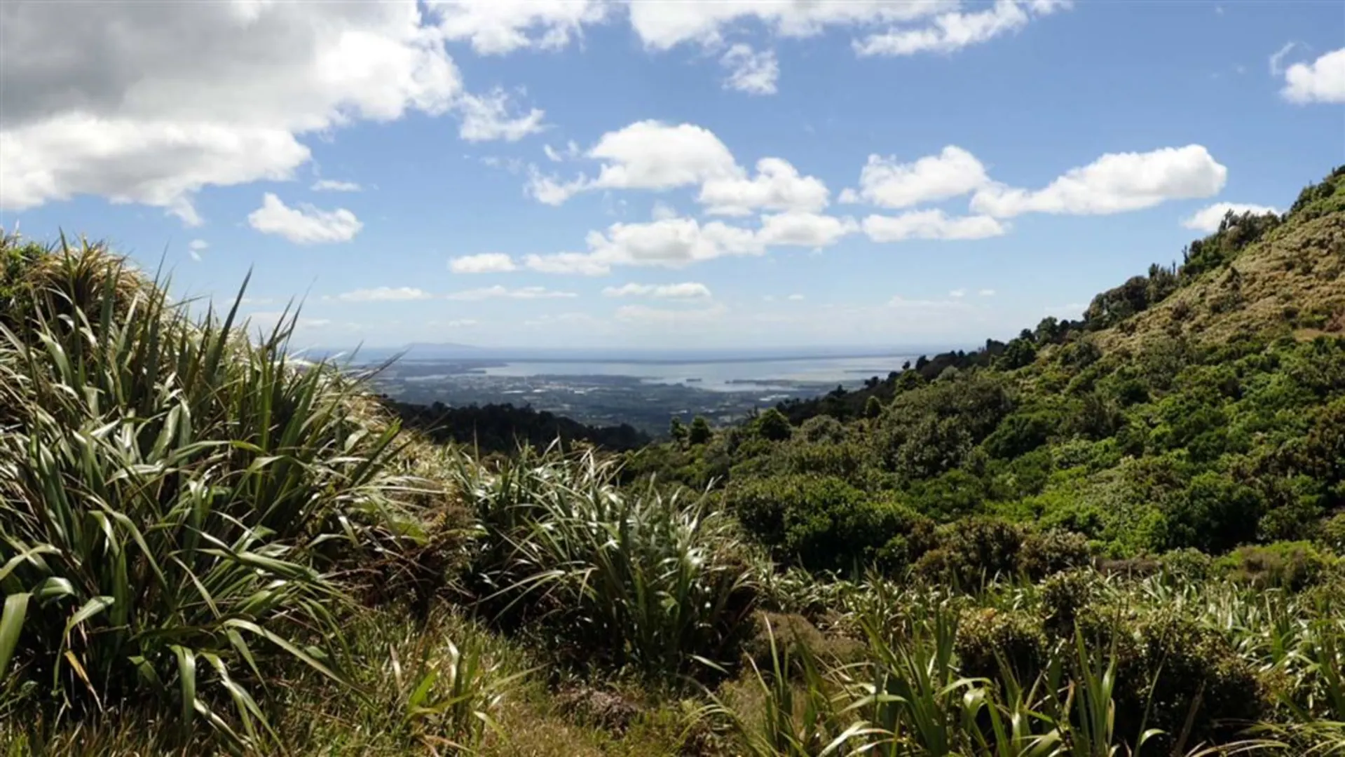 An image depicting the trail Tuahu Track and its surrounding area.