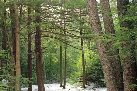 Teaberry Trail and Beaver Run Shallow Water Impoundment Loop Trail