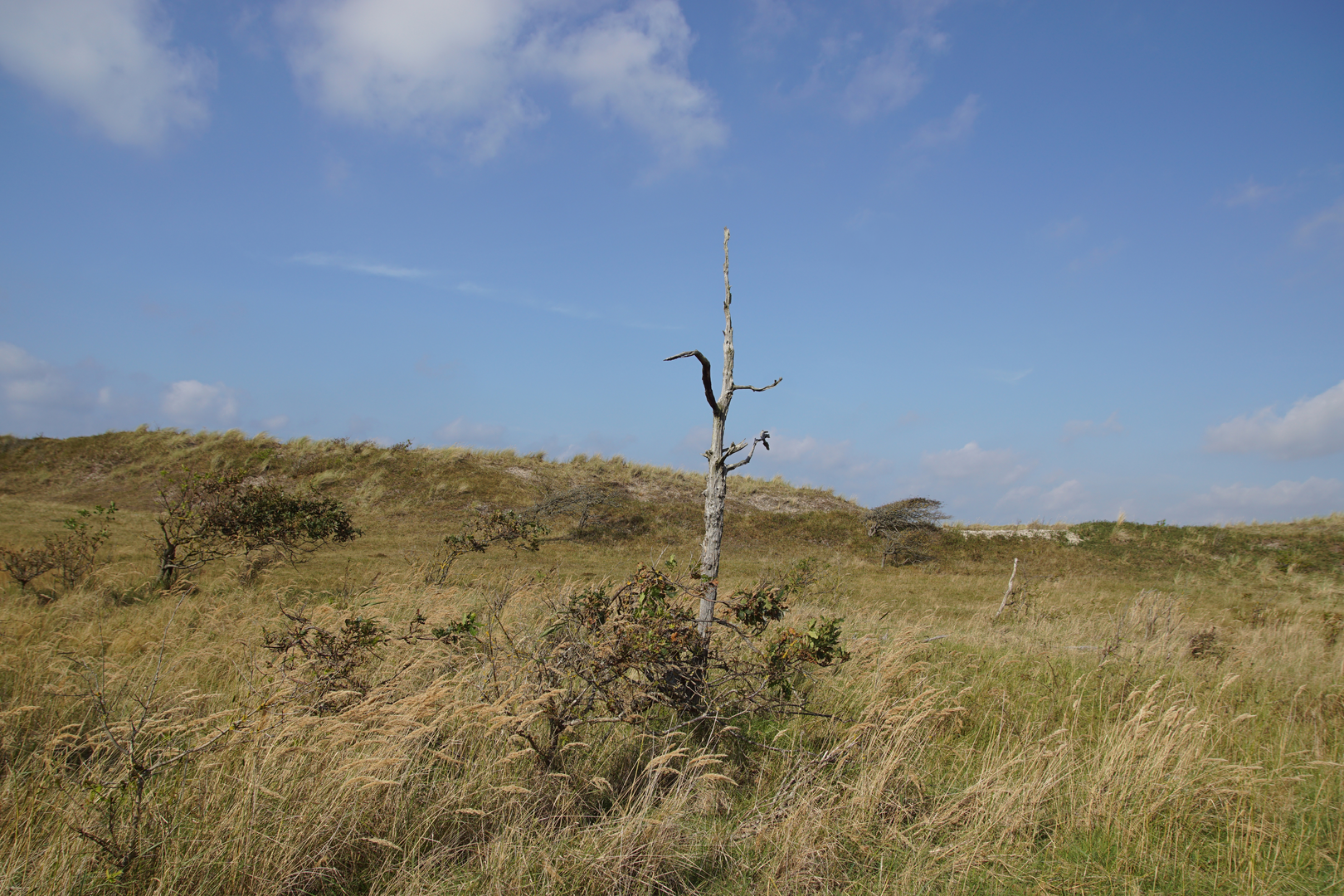 An image depicting the trail Pettemerduinen and Korfwater Loop and its surrounding area.