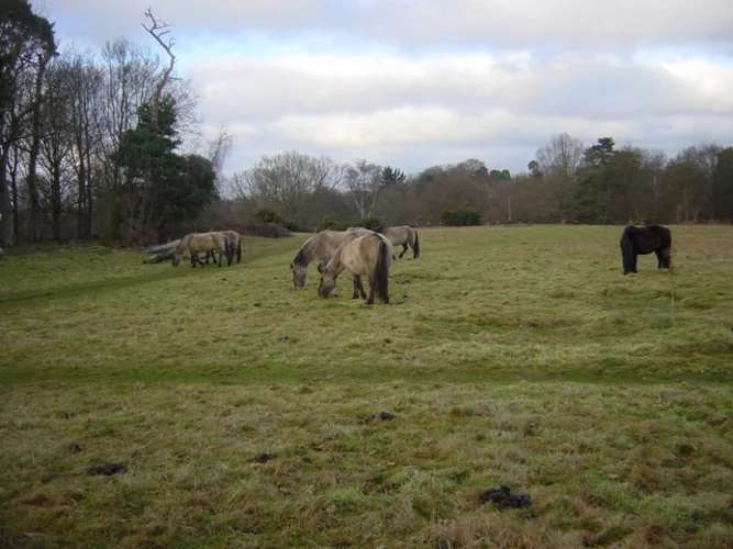 Hothfield Heathlands Nature Reserve Walk