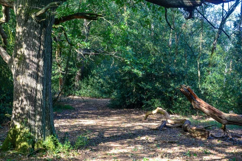 Sutton Park and Holly Hurst Loop