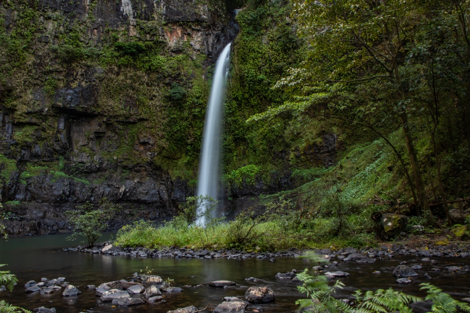 An image depicting the trail Nandroya Falls Track and its surrounding area.