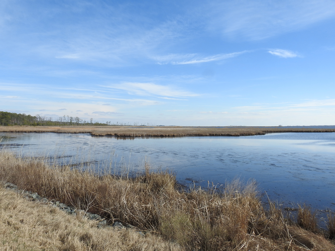 Blackwater River via Marsh Edge Trail and Woods Trail