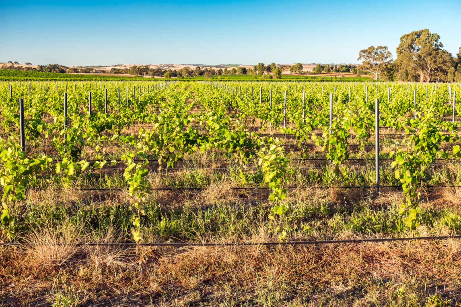An image depicting the trail The Barossa and Jack Bobridge Trail and its surrounding area.