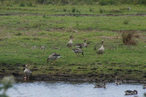 Lunt Meadows Walk