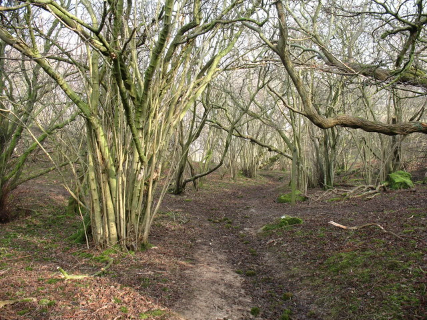 An image depicting the trail Aysgarth Upper Falls, Freeholders Woods and Lower Falls Loop and its surrounding area.