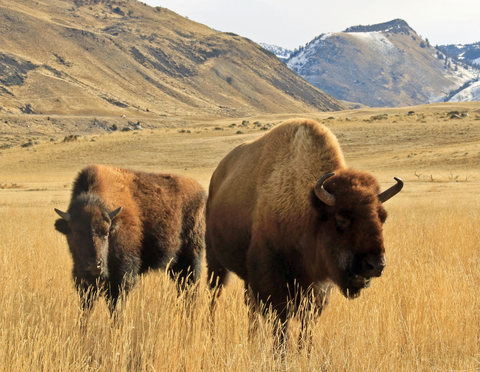 Black Canyon of the Yellowstone