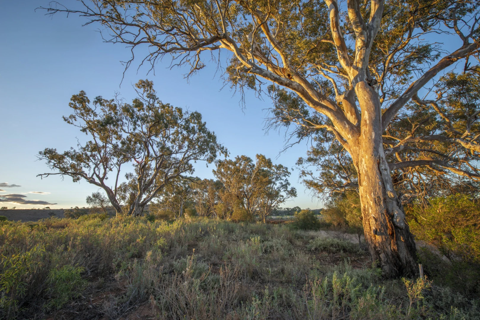 An image depicting the trail Rockholes Loop Track and its surrounding area.