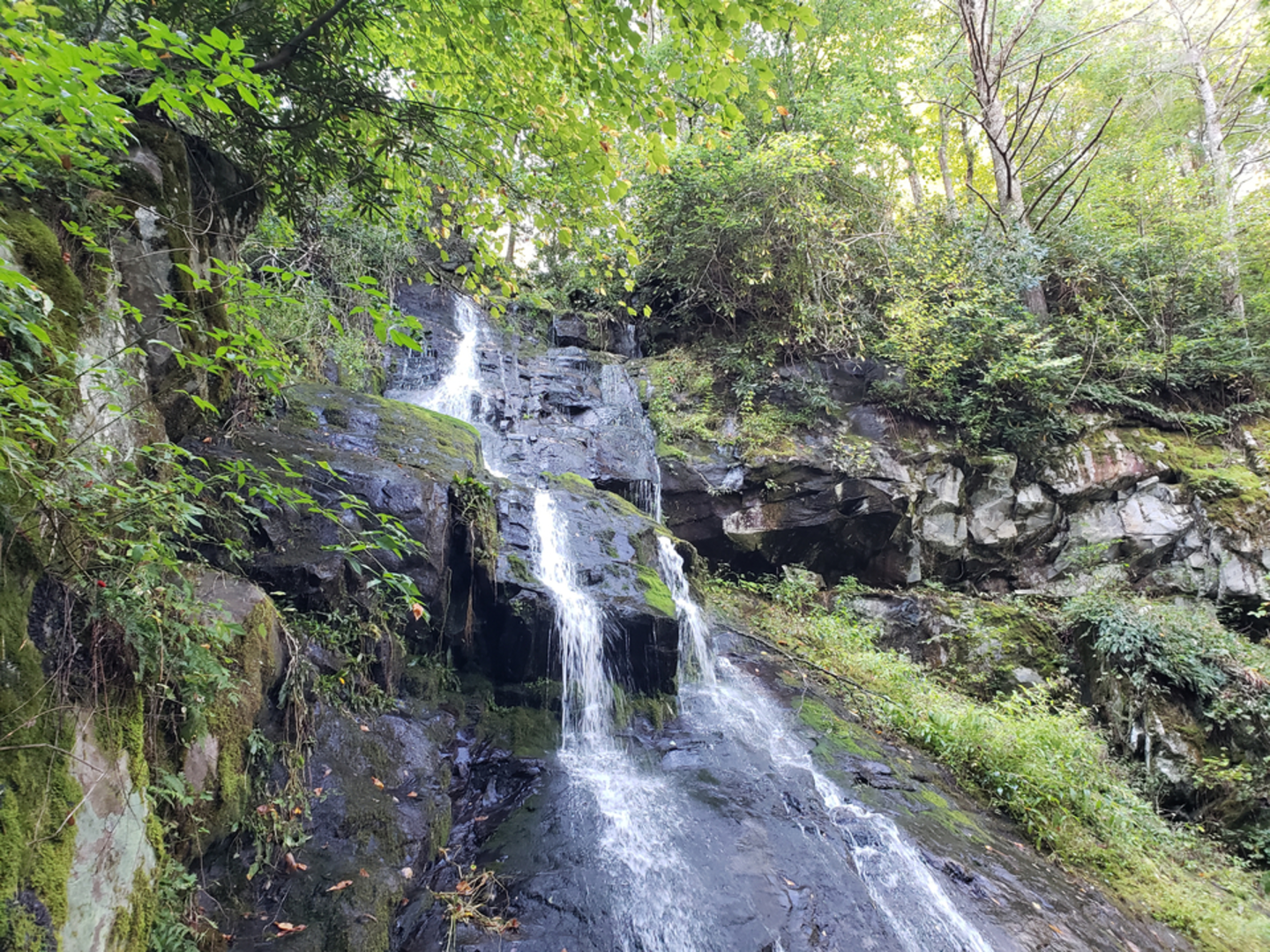 An image depicting the trail Snake Den Ridge Low Gap Trail and its surrounding area.