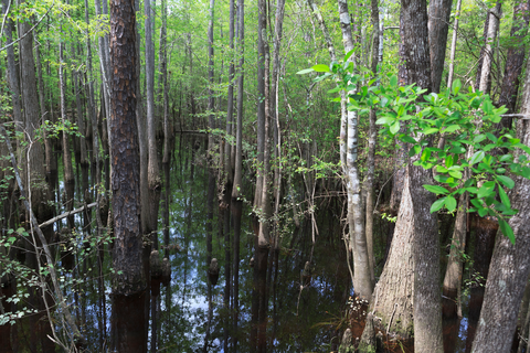 Florida National Scenic Trail - Blackwater