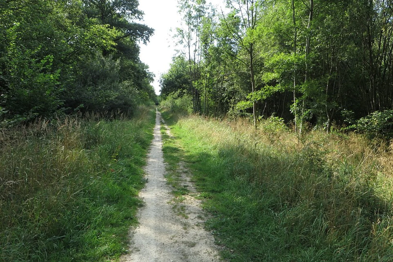 An image depicting the trail Bucknell Woods Short Loop and its surrounding area.