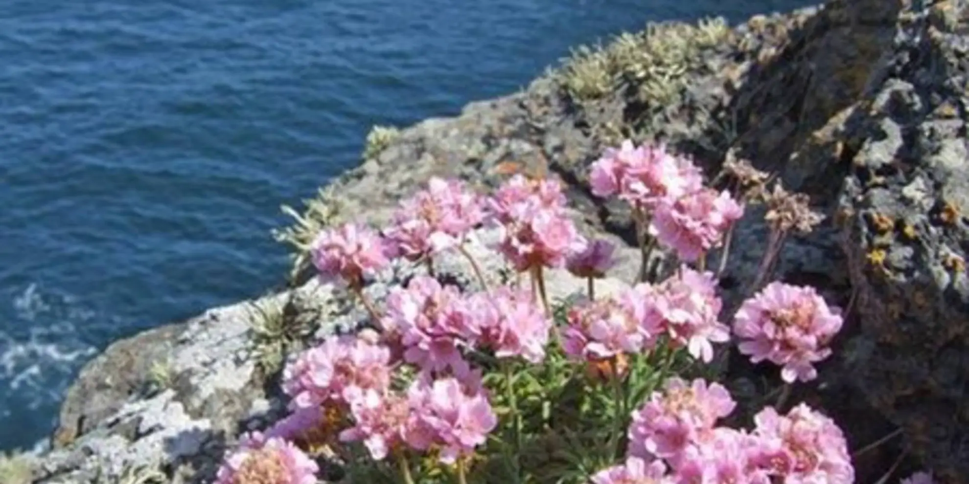 An image depicting the trail Look Out St Agnes - Carn Gowla Walk and its surrounding area.