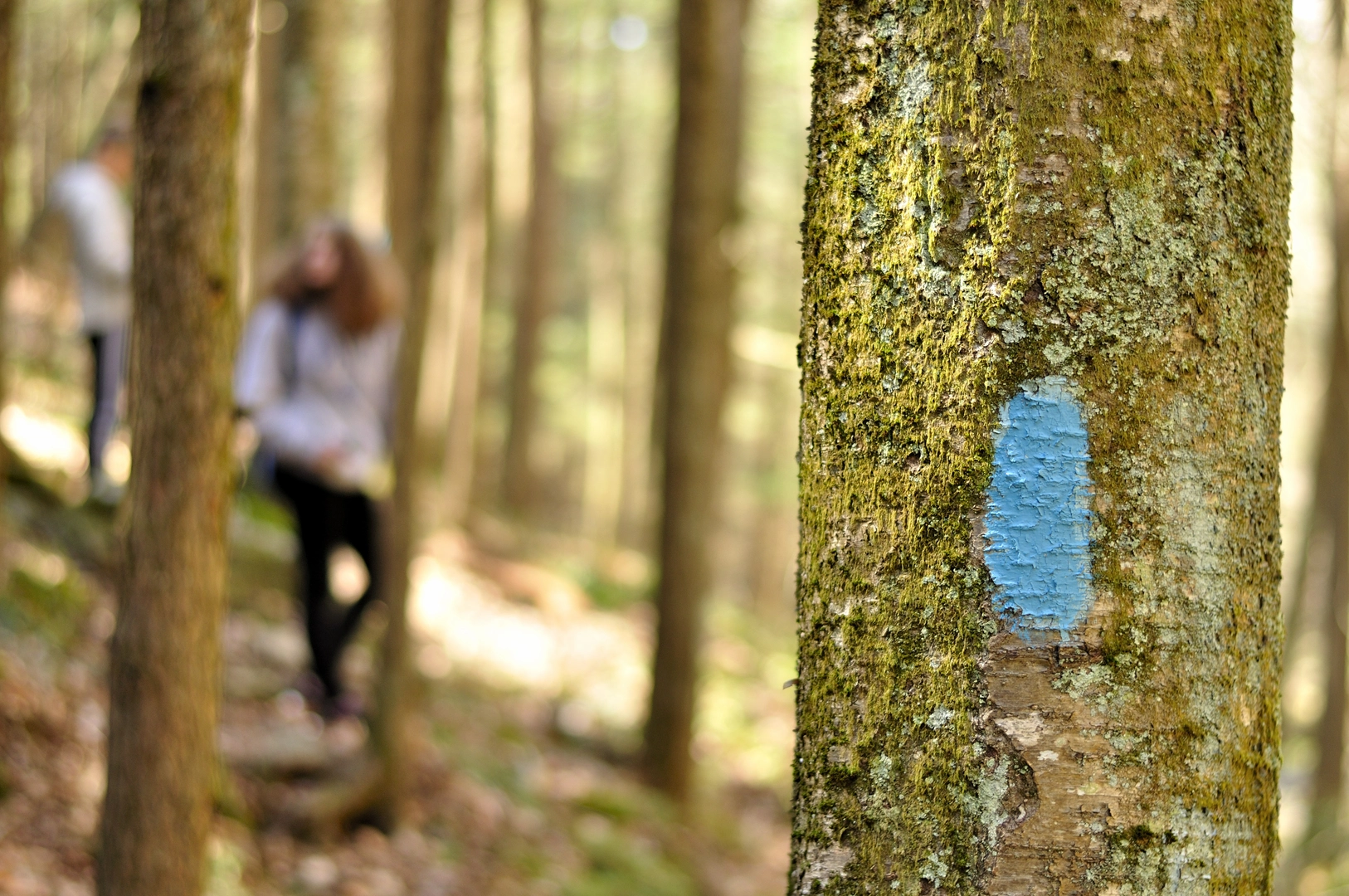 An image depicting the trail Mohawk Trail and its surrounding area.