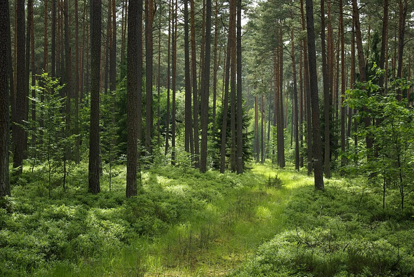 An image depicting the trail Zigeunereck Trail and its surrounding area.