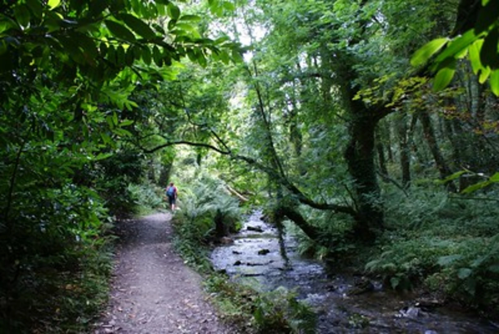 An image depicting the trail St Nectan Glen and Rocky Valley Loop and its surrounding area.