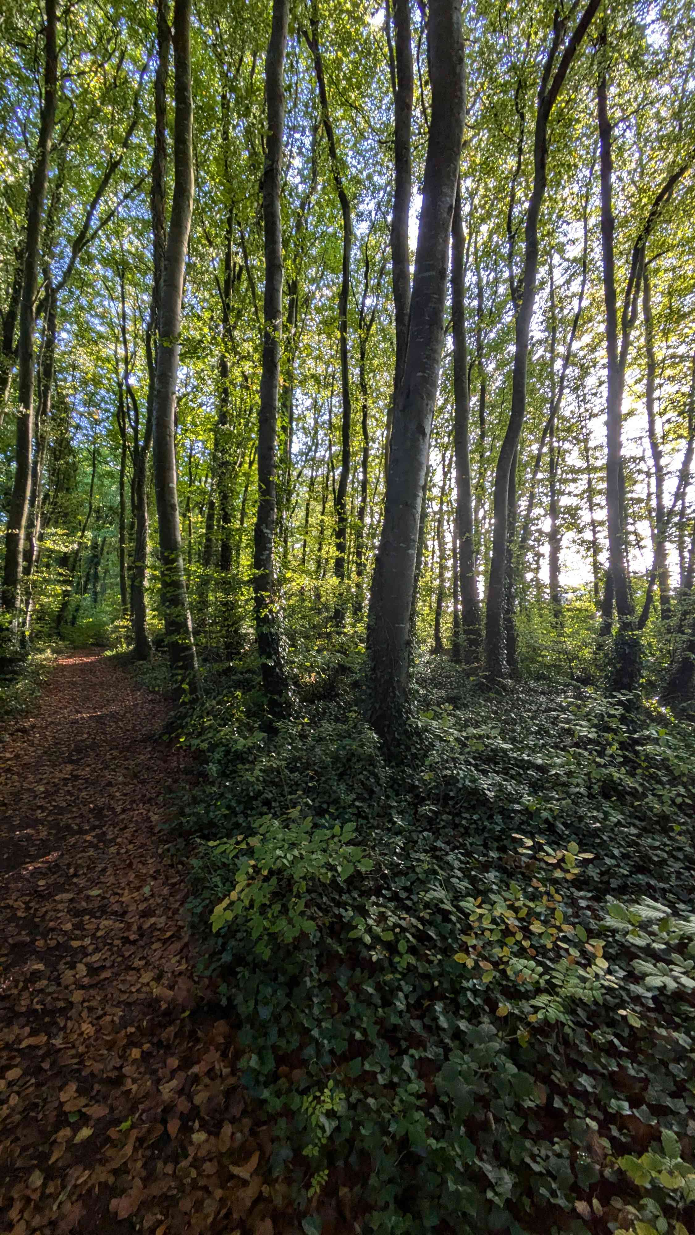 A map preview of the recording Leafy loop run.