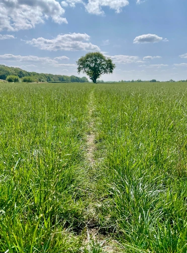 Arley Park Loop