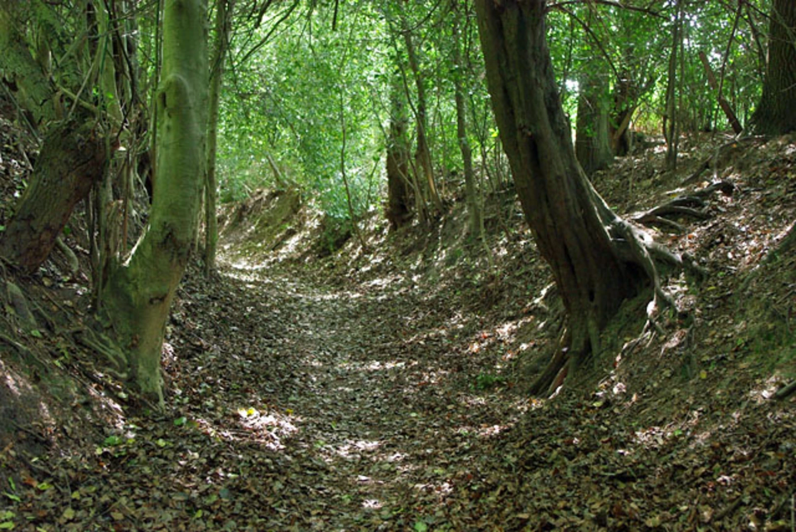 An image depicting the trail Selsfield Common Circular Path and its surrounding area.