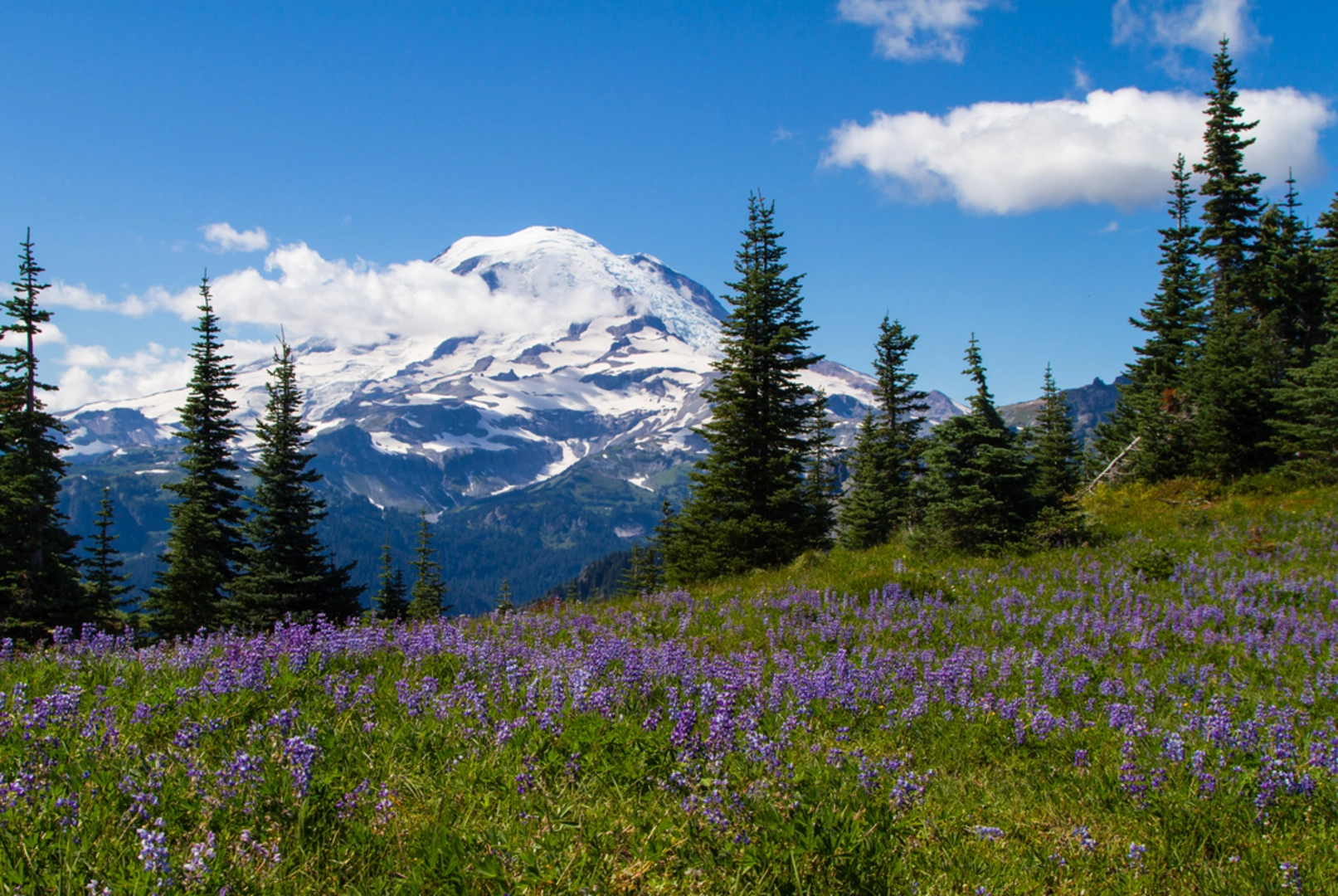 An image depicting the trail Shriner Peak Trail and its surrounding area.