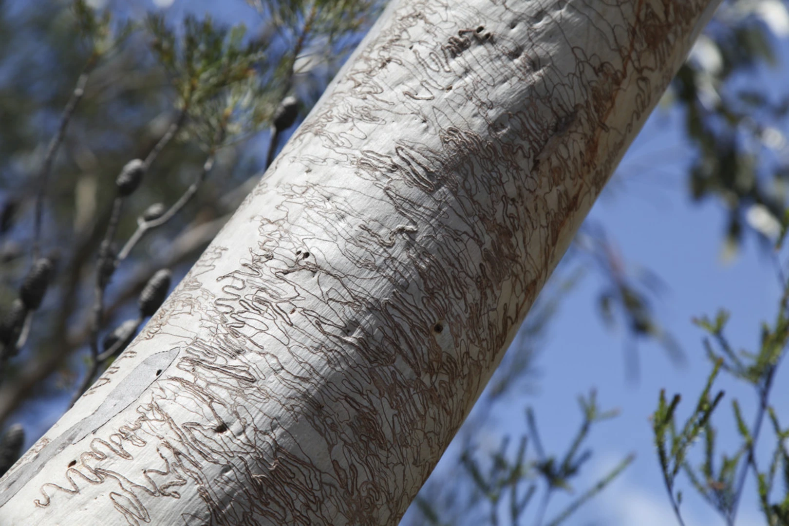 An image depicting the trail Wallaroo Walking Track and its surrounding area.