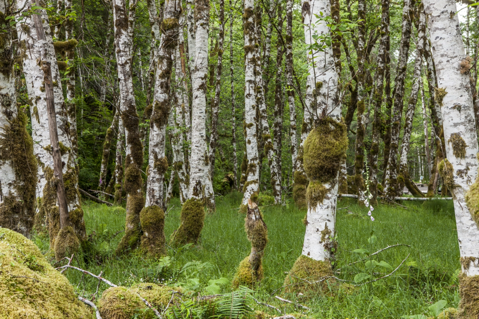 An image depicting the trail Mink Lake Trail and its surrounding area.
