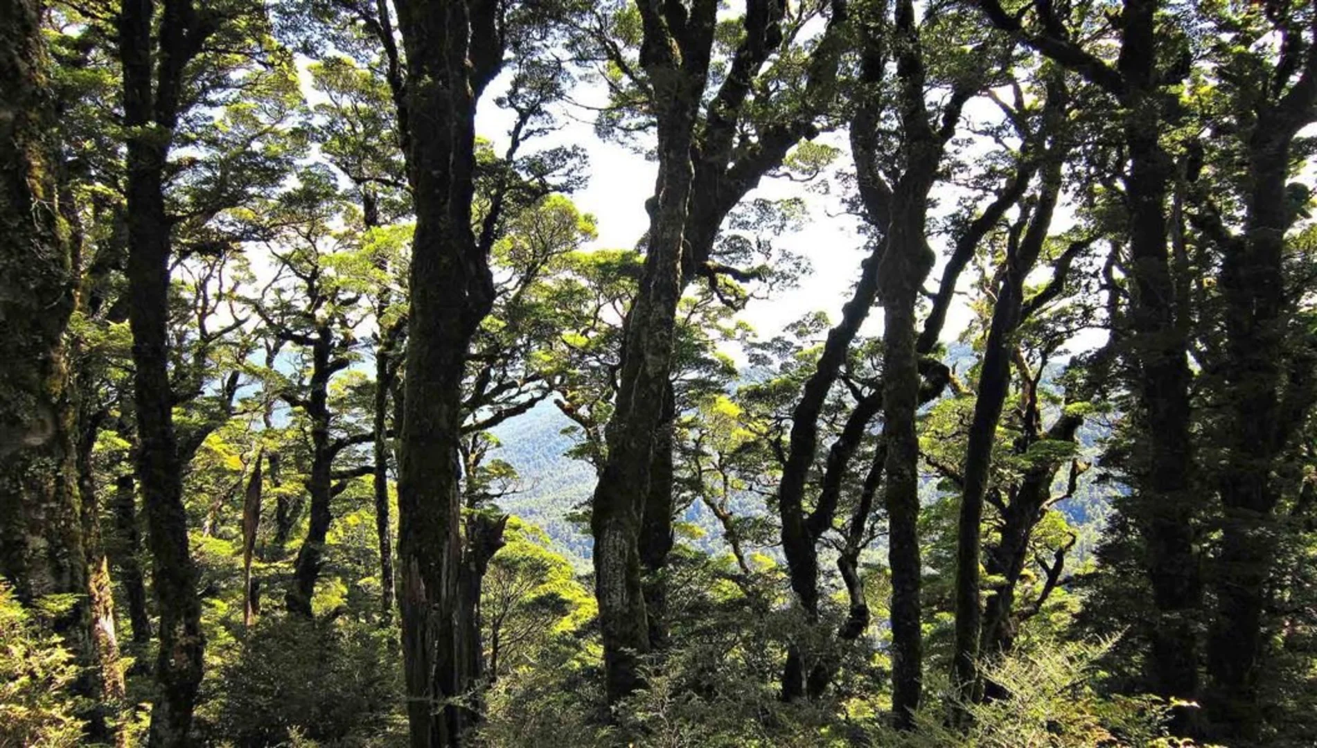 An image depicting the trail Clements Mill Road to Boyd Hut via Oamaru Hut and its surrounding area.