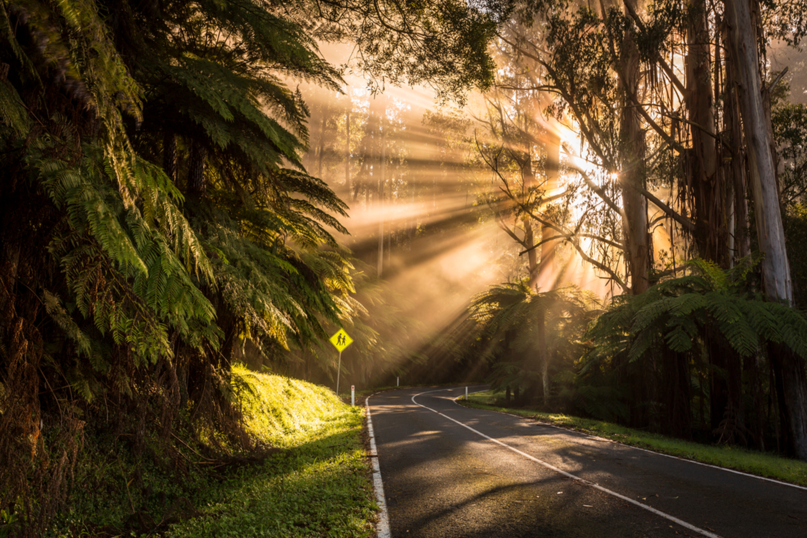 An image depicting the trail Mount Donna Buang to Dom Dom Saddle Trail and its surrounding area.