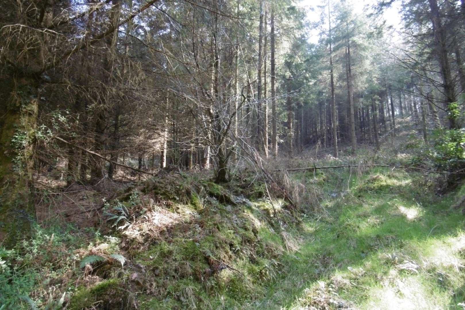 An image depicting the trail Great Wood Quantocks and its surrounding area.