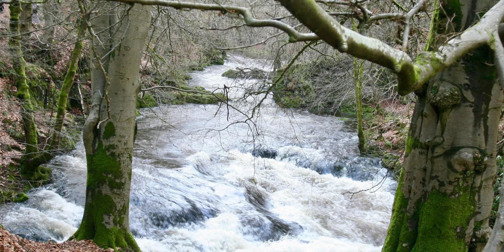 An image depicting the trail Rumbling Bridge and Crook of Devon and its surrounding area.